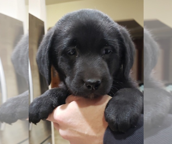 Medium Photo #111 Labrador Retriever Puppy For Sale in OLYMPIA, WA, USA