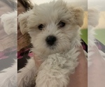 Small Photo #1 Morkie Puppy For Sale in PALATKA, FL, USA