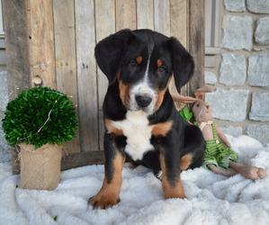 Greater Swiss Mountain Dog Puppy for sale in HONEY BROOK, PA, USA