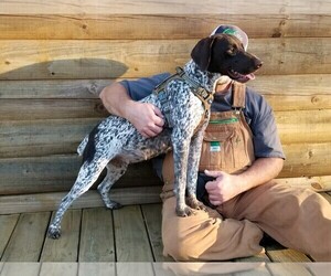 Mother of the German Shorthaired Pointer puppies born on 01/06/2022