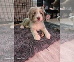 Small #15 Aussiedoodle