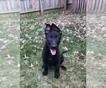 Small Photo #6 German Shepherd Dog Puppy For Sale in OSTRANDER, OH, USA
