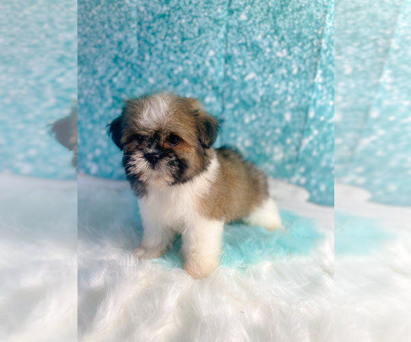 Medium Photo #2 Mal-Shi Puppy For Sale in KINSTON, NC, USA