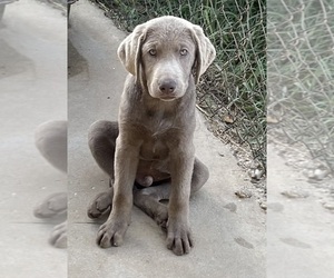 Labrador Retriever Puppy for sale in OSYKA, MS, USA