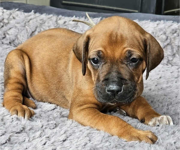 Medium Photo #1 Rhodesian Ridgeback Puppy For Sale in BUMPASS, VA, USA
