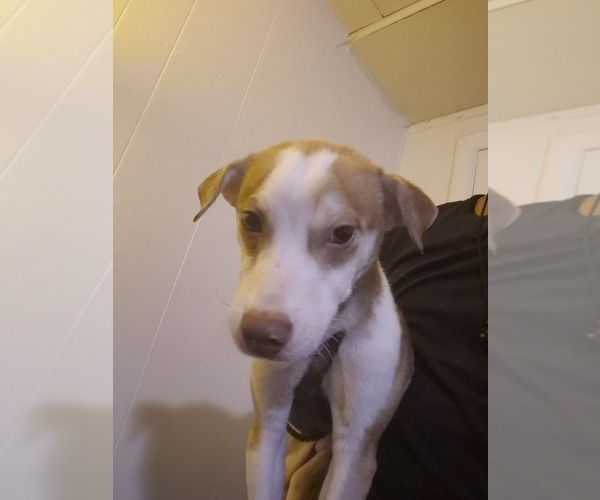 Medium Photo #6 Labrador Retriever-Siberian Husky Mix Puppy For Sale in WHEAT RIDGE, CO, USA