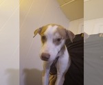 Small #5 Labrador Retriever-Siberian Husky Mix
