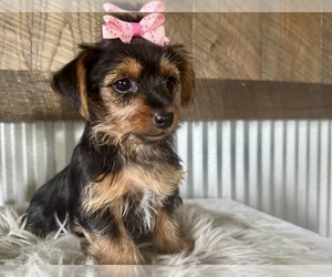 Yorkshire Terrier Puppy for sale in NAPPANEE, IN, USA