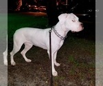 Small Photo #1 Dogo Argentino Puppy For Sale in DORAL, FL, USA