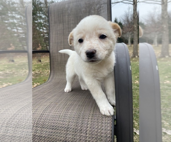 Medium Photo #12 Australian Cattle Dog Puppy For Sale in RICHMOND, MI, USA
