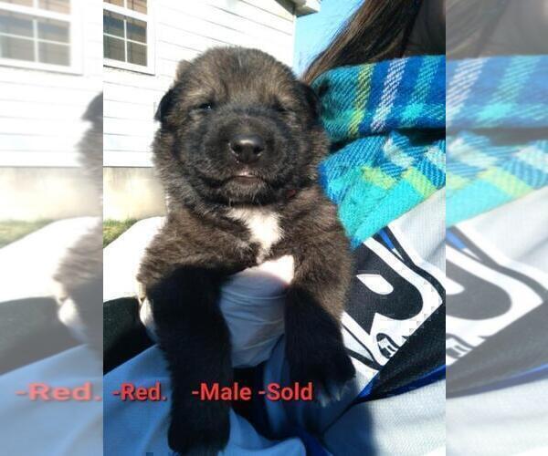 Medium Photo #17 German Shepherd Dog Puppy For Sale in BEAVER FALLS, PA, USA
