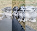 Small Photo #5 Aussiedoodle Puppy For Sale in YACOLT, WA, USA