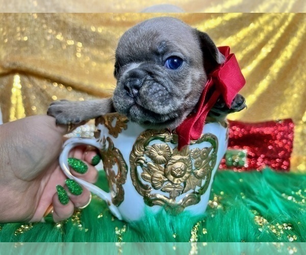 Medium Photo #92 French Bulldog Puppy For Sale in HAYWARD, CA, USA
