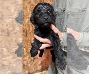 Aussiedoodle-Poodle (Standard) Mix Puppy for Sale in RUSSELL, Iowa USA