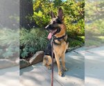 Small Photo #12 German Shepherd Dog Puppy For Sale in Cupertino, CA, USA
