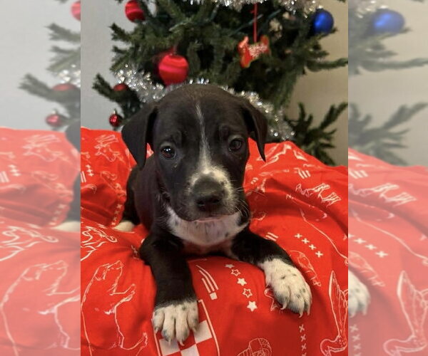 Medium Photo #4 Labbe Puppy For Sale in Osgood, IN, USA