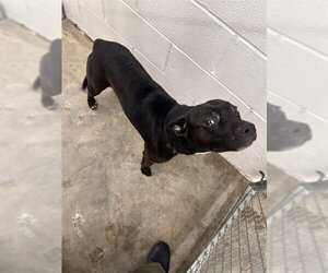 Mutt Dogs for adoption in Temple, TX, USA