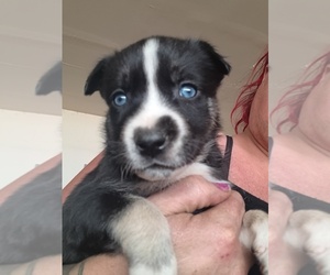 German Shepherd Dog-Siberian Husky Mix Puppy for sale in SPANISH SPGS, NV, USA