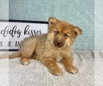 Small Photo #5 Pomsky Puppy For Sale in FRANKLIN, IN, USA