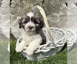 Small #3 Havanese