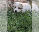 Small Photo #115 Great Pyrenees Puppy For Sale in FALCON, CO, USA