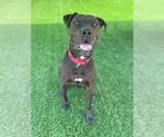 Small Labrador Retriever Mix
