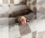 Small #2 Cock-A-Poo