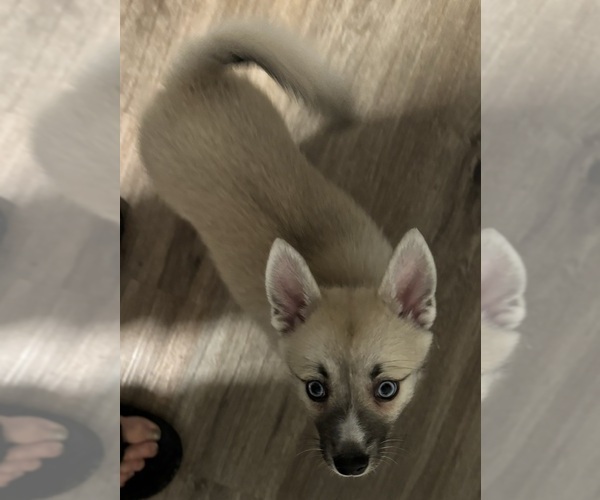 Medium Photo #72 Pomsky Puppy For Sale in LOVELAND, CO, USA