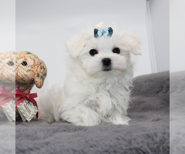 Medium Photo #1 Maltese Puppy For Sale in LOS ANGELES, CA, USA