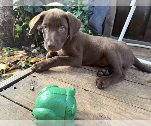 Medium Photo #1 Labrador Retriever-Unknown Mix Puppy For Sale in Fort Worth, TX, USA