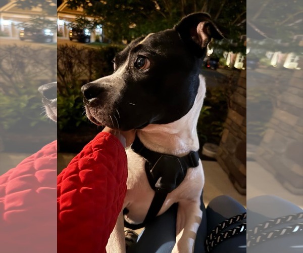 Medium Photo #2 Mutt Puppy For Sale in Greensboro, NC, USA