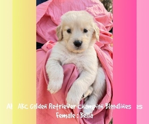 Golden Retriever Puppy for sale in SUGAR LAND, TX, USA