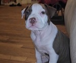 Small American Bully-American Pit Bull Terrier Mix