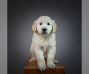 English Cream Golden Retriever Puppy for sale in STRASBURG, OH, USA