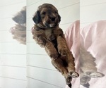Small #6 Bernedoodle