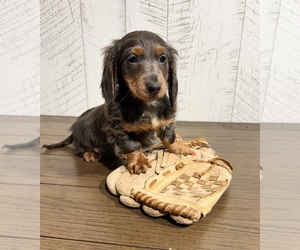 Dachshund Puppy for sale in MIDDLEBURY, IN, USA