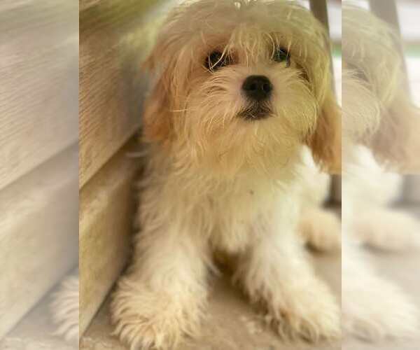Medium Photo #4 Cavachon Puppy For Sale in Lewistown, PA, USA