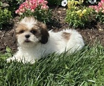 Small #3 Shih Tzu