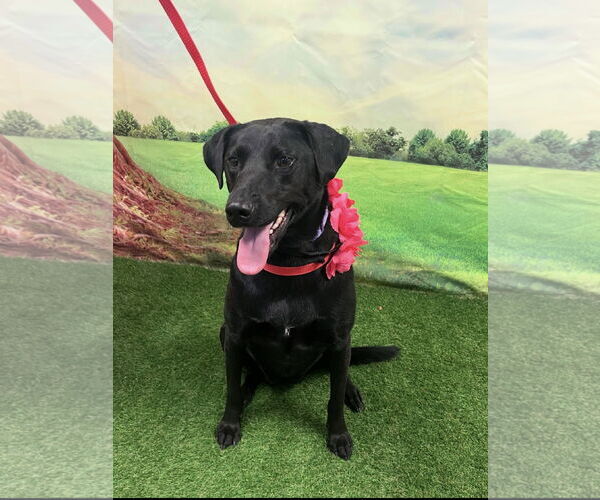 Medium Photo #2 Mutt Puppy For Sale in Euless, TX, USA