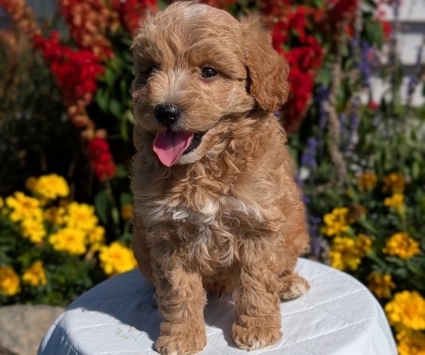 Medium Photo #1 Goldendoodle (Miniature) Puppy For Sale in GOSHEN, IN, USA