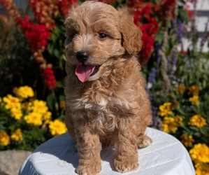 Medium Goldendoodle (Miniature)