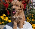 Puppy Nash Goldendoodle (Miniature)