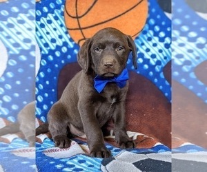 Labrador Retriever Puppy for sale in NEW FREEDOM, PA, USA