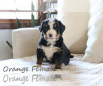 Small Photo #2 Bernese Mountain Dog Puppy For Sale in BOSWELL, IN, USA