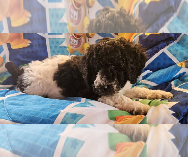 Medium Photo #3 Double Doodle Puppy For Sale in CANTON, OH, USA