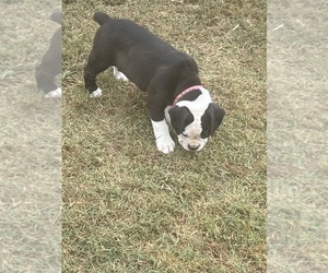 Olde English Bulldogge Puppy for sale in MCMINNVILLE, TN, USA