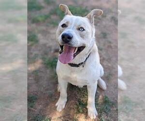 Labrador Retriever-Siberian Husky Mix Dogs for adoption in Sacramento, CA, USA