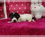 Small Photo #7 Bernedoodle (Miniature) Puppy For Sale in COLORADO SPRINGS, CO, USA