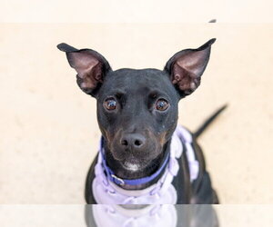 Savvy - Female Mutt Dog for Adoption - Photo #24