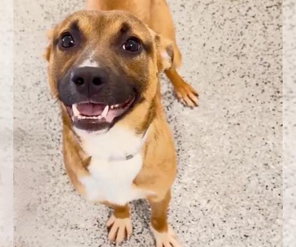 Medium Photo #2 Basenji-Unknown Mix Puppy For Sale in Houston, TX, USA